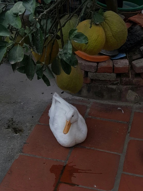 a white duck is sitting on the ground near a tree