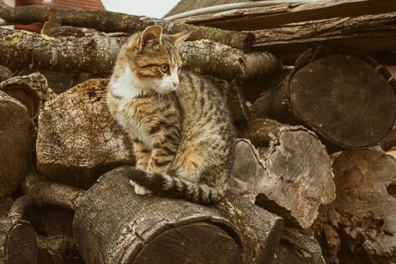 the cat is perched on the top of wood stacked