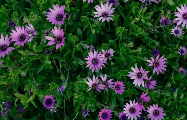 a field with purple flowers and green leaves