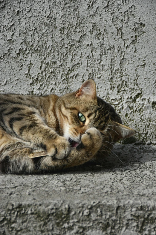 a cat rests on the ground next to a rock wall