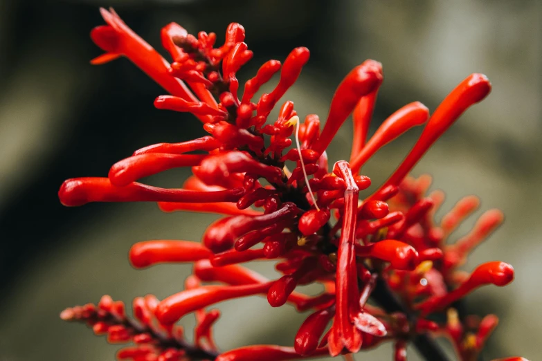 red flowers are starting to blossom next to some nches