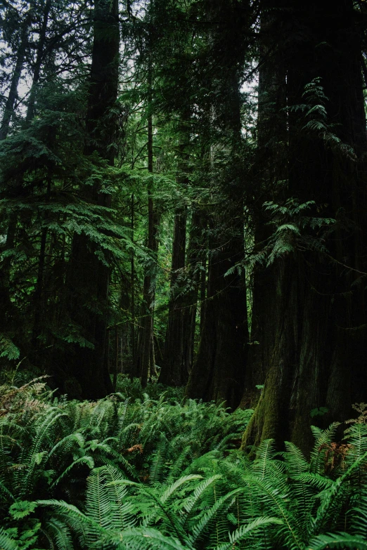 this is a very dark forest with lots of trees