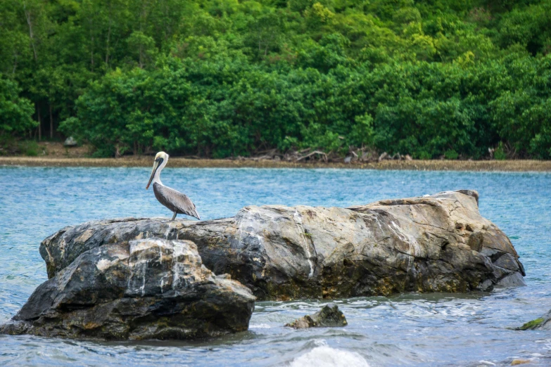 a bird is sitting on some rocks by the water