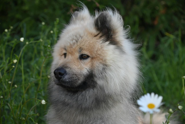 an image of a very cute dog by some flowers