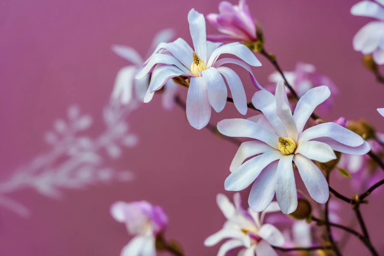 flowers that are pink and white with stems