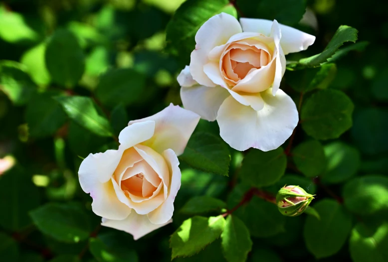 two white roses blooming among leaves and green foliage