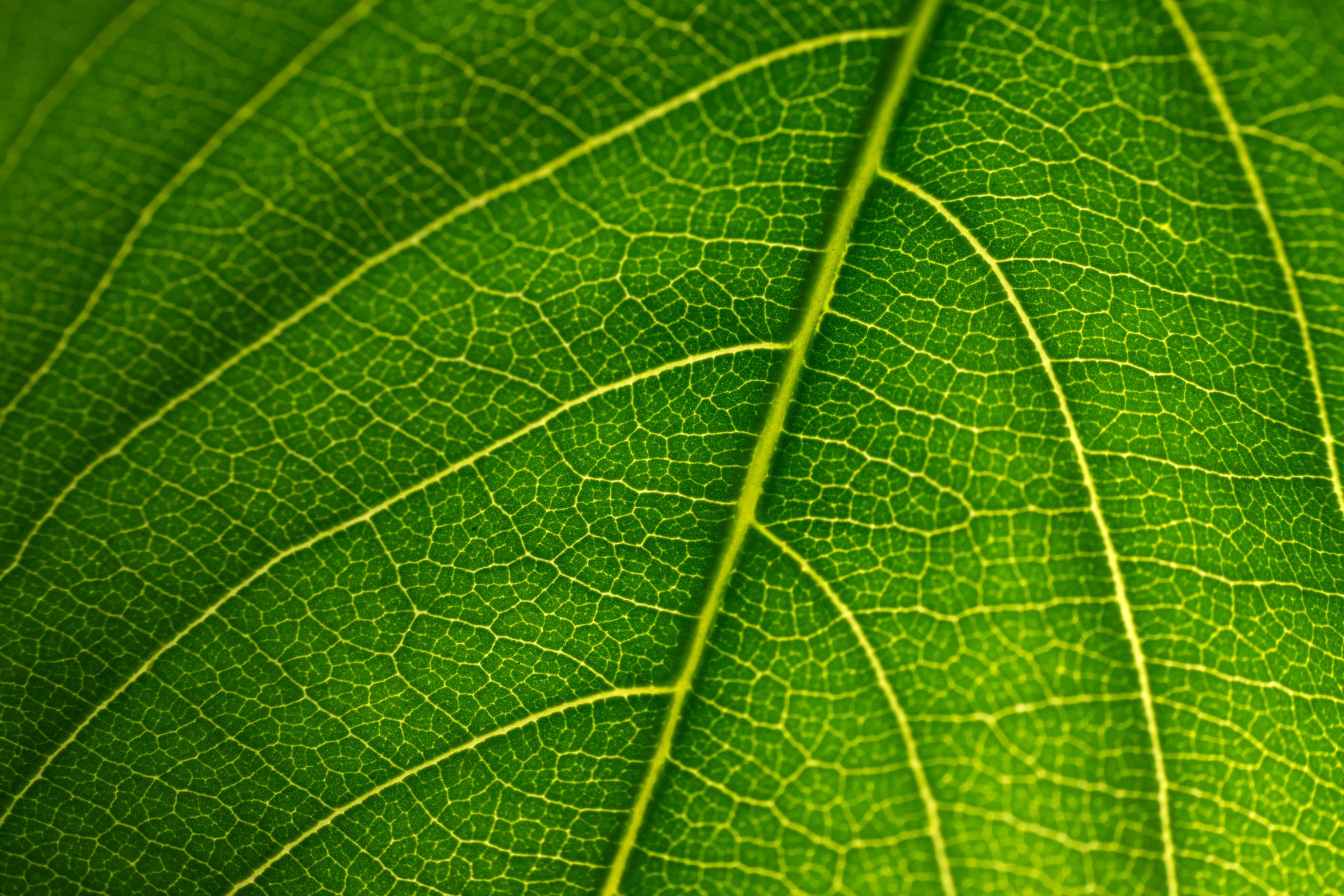 a close up po of a green leaf