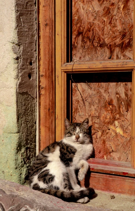 a black and white cat sitting in front of a wood door