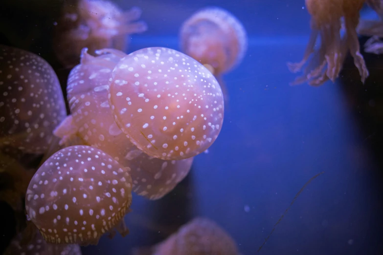 several sea anemones are floating in an aquarium