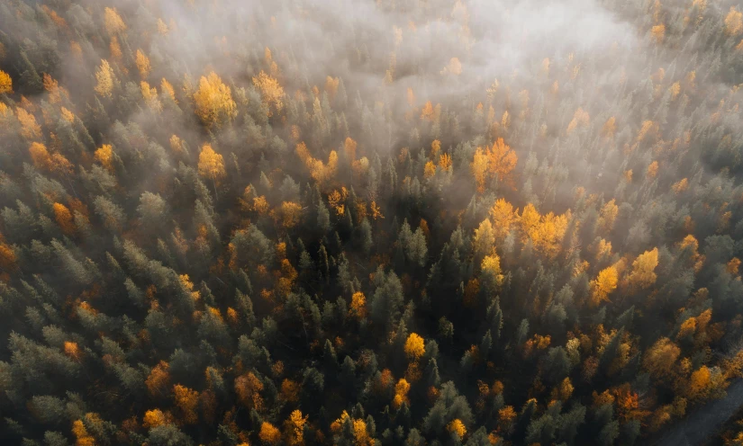 trees in a forrest in the fog and mist