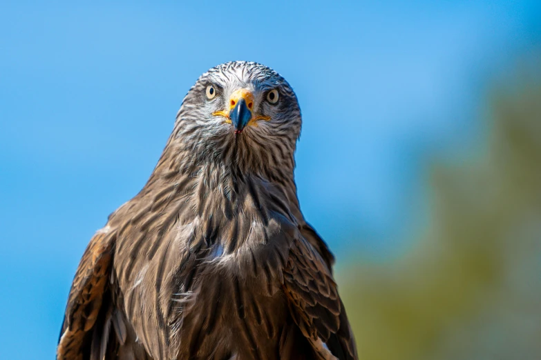 the large bird is sitting on the nch of a tree