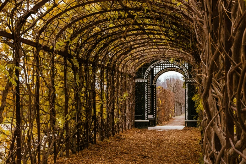 an artistic po with lots of leaves in the foreground and a pathway between them to another place that is well - kept