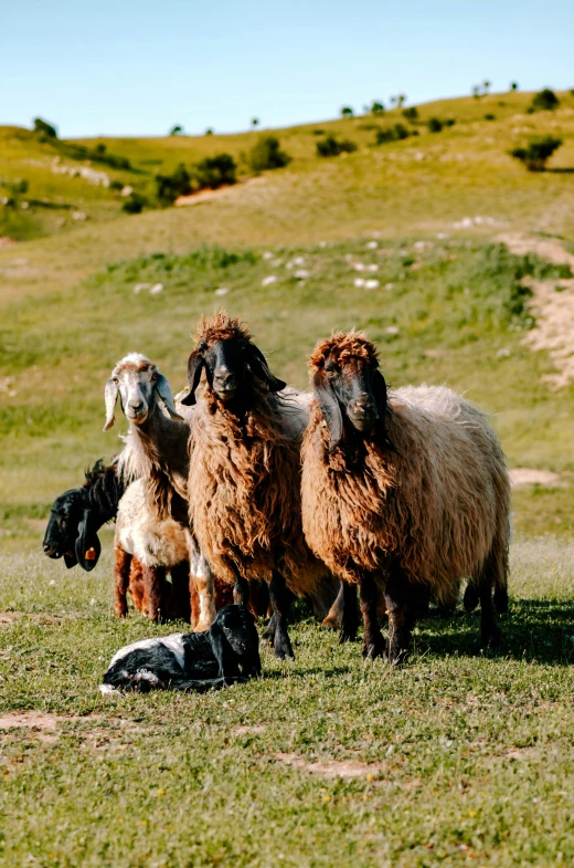 the four brown goats are together in the field