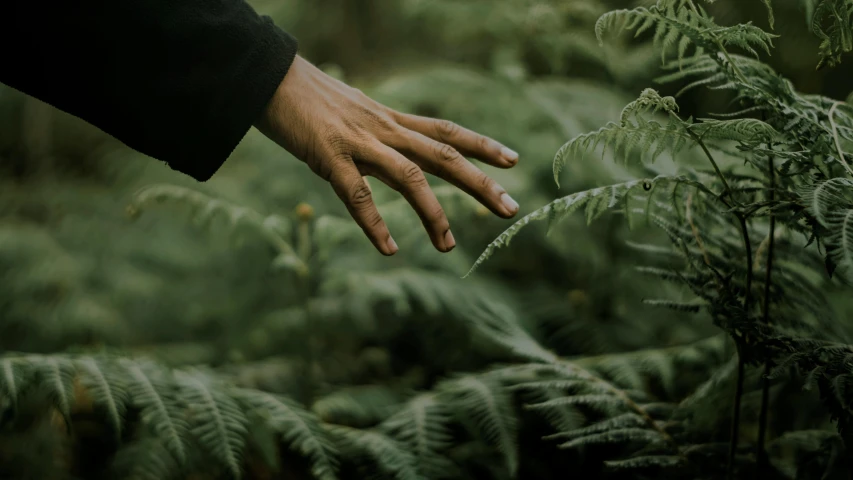 a person's hand in a jungle of ferns