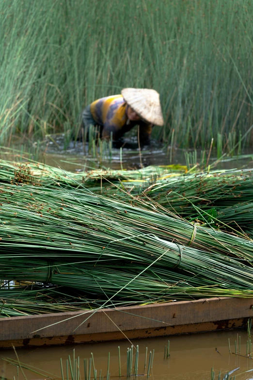 the boat is loaded with several rows of green plants