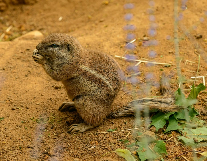 a small furry animal is on the ground