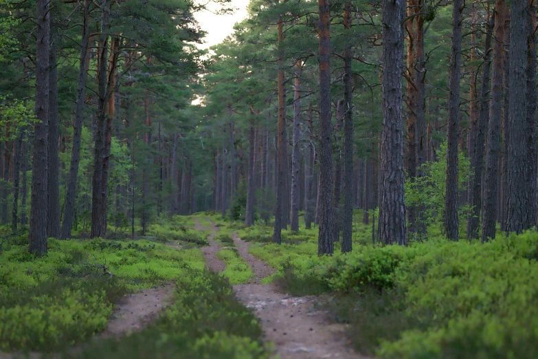 a path leading to a grassy area with a forest on one side and tall trees on the other