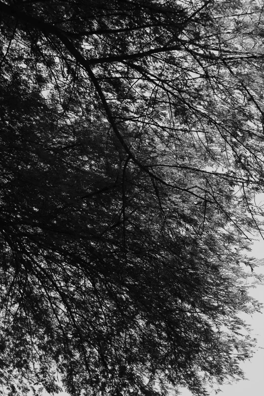 a large, bare tree in a park at night