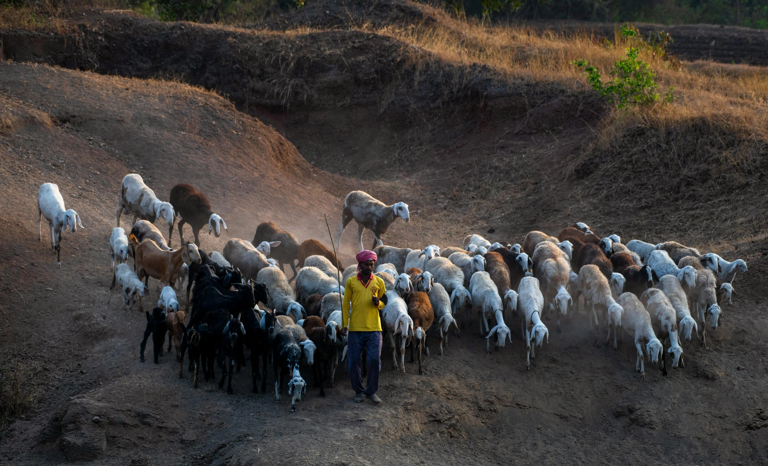 an image of many sheep in the wilderness