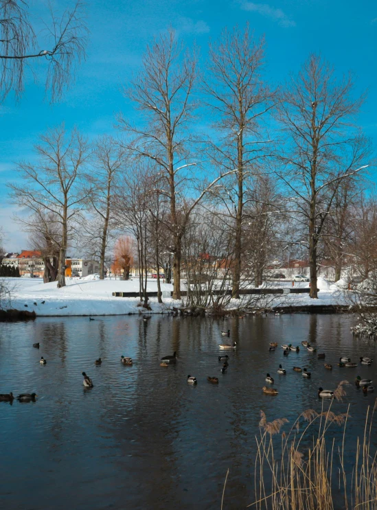 a bunch of birds are on the frozen water in front of the park