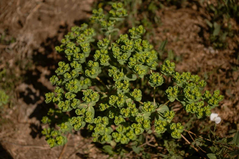 a plant with several leaves sitting in the dirt