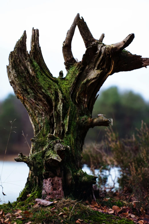 a bird is perched on top of a tree trunk