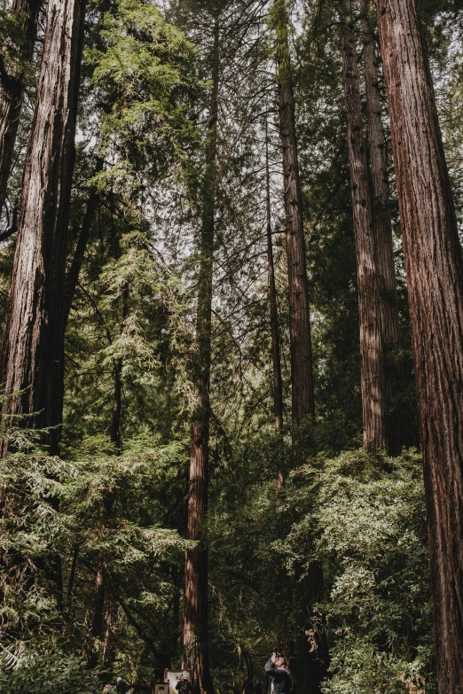 two men walking across a forest in the middle of the forest