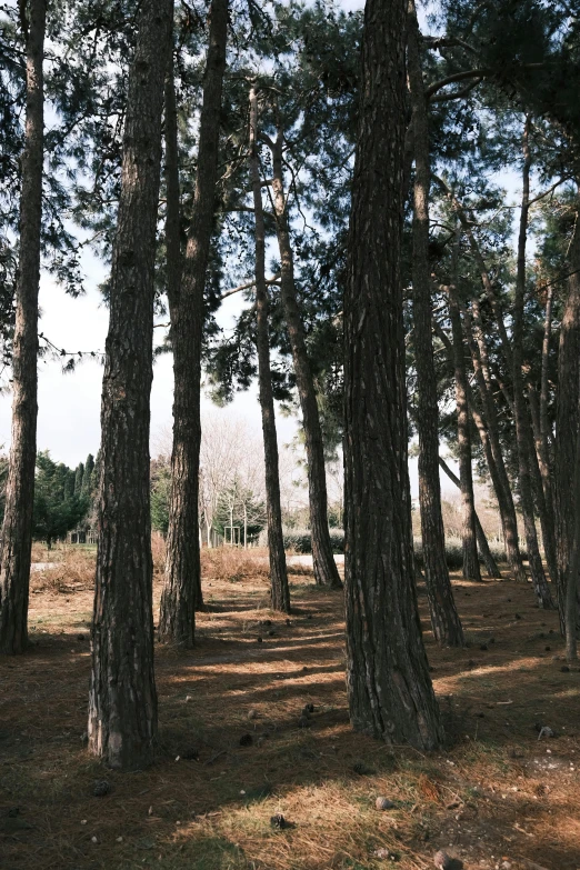 large pine trees surrounding the field with a dirt road in the background