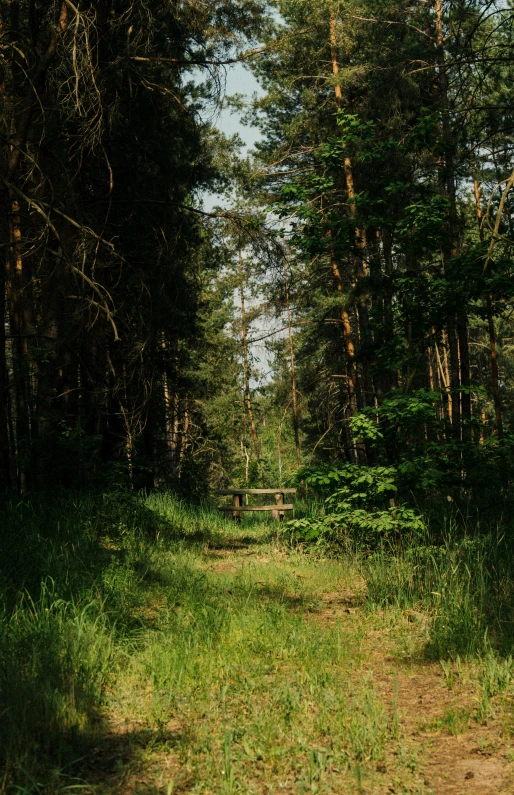 bench on a forest trail next to a forest