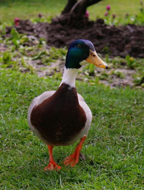 a duck standing in grass with another duck nearby