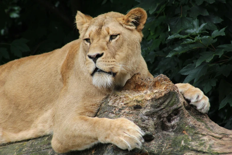 a lion rests on the bark of a tree