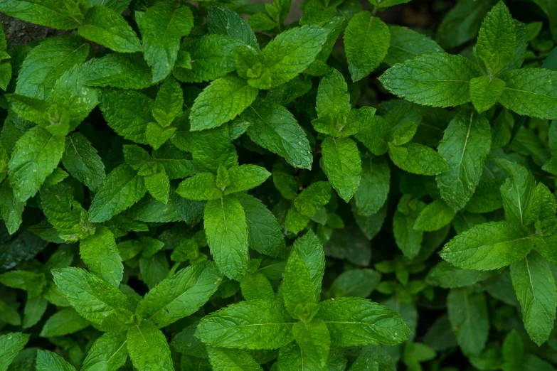 green leaves that are next to each other