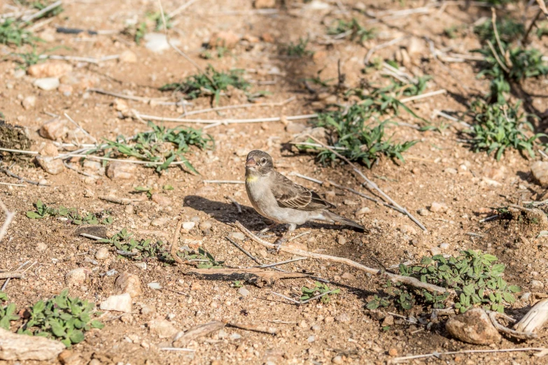 the small bird is walking alone in the desert