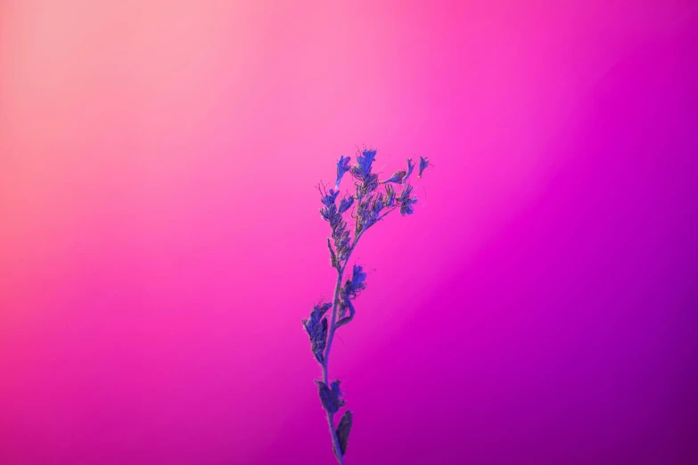 a purple and pink pograph of a plant