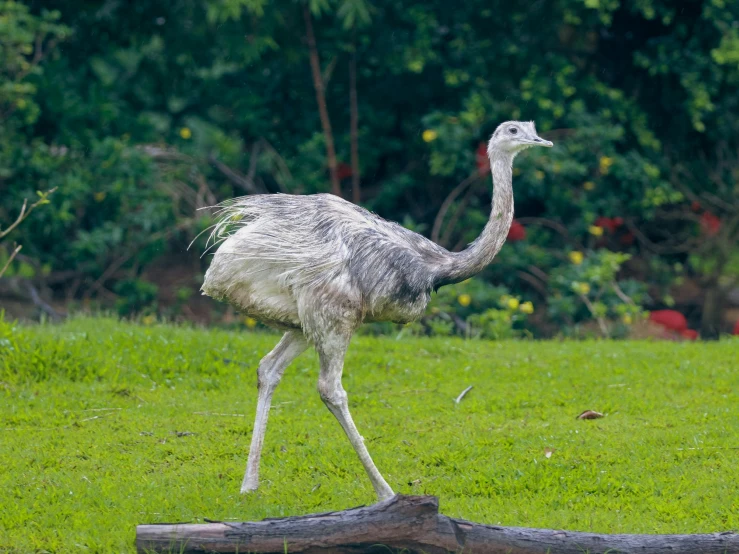 an ostrich walking in the grass towards a log