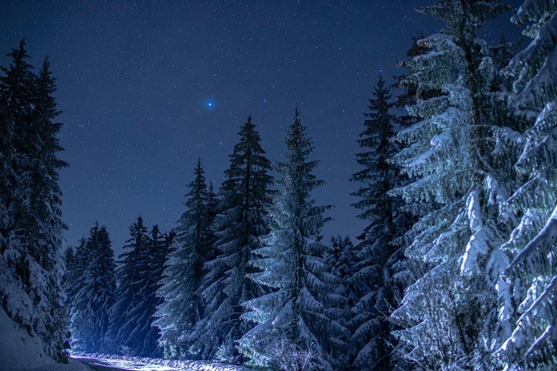 the night sky with stars above a snowy pine forest