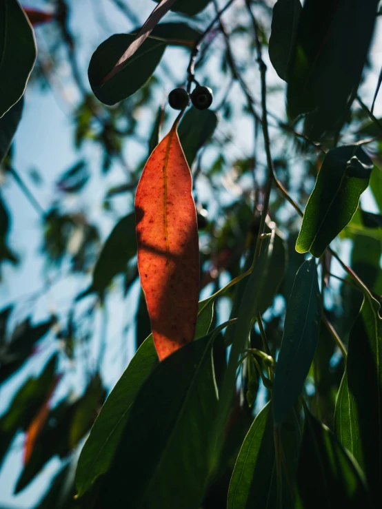 a leaf is attached to some thin green leaves