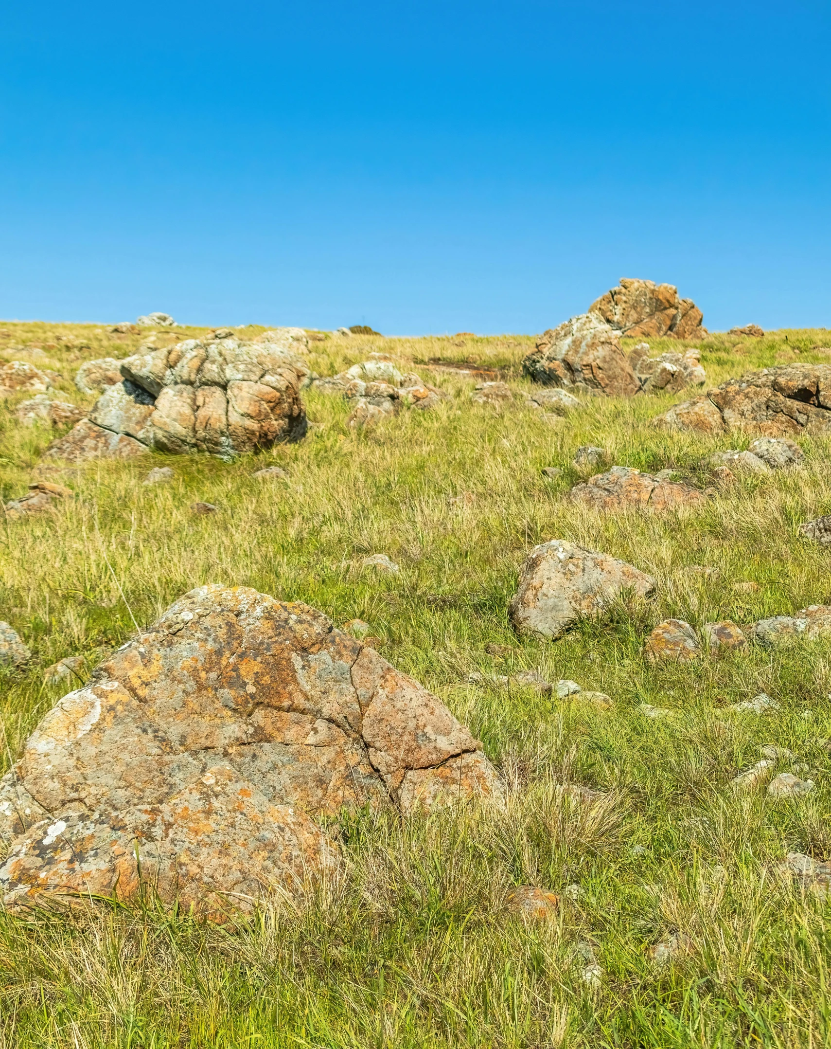 a rocky area covered in grass and rocks