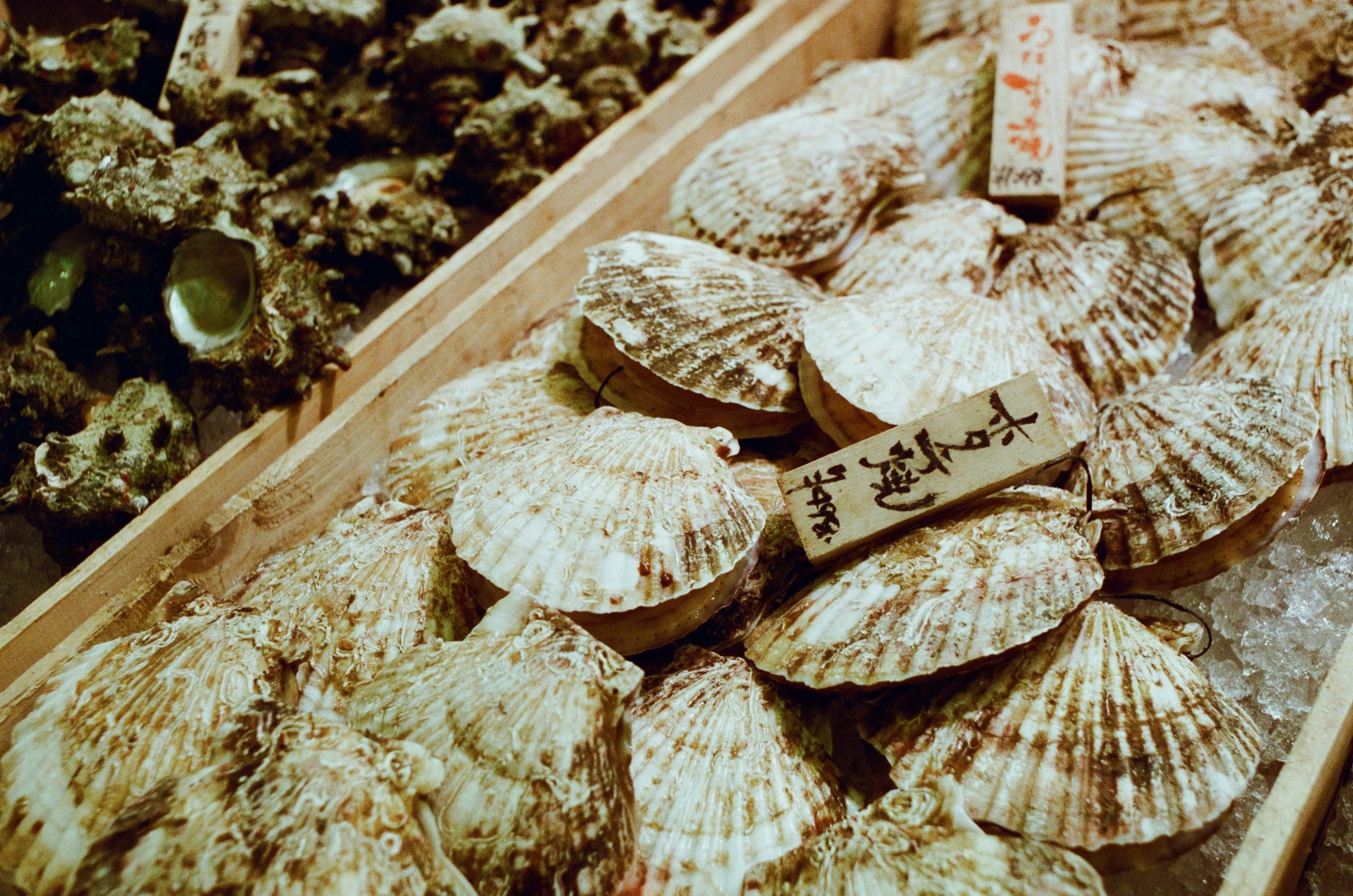 sea shells and other seashells sitting on display at a market