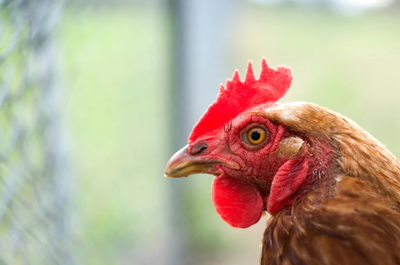 the head of a chicken in front of a fence