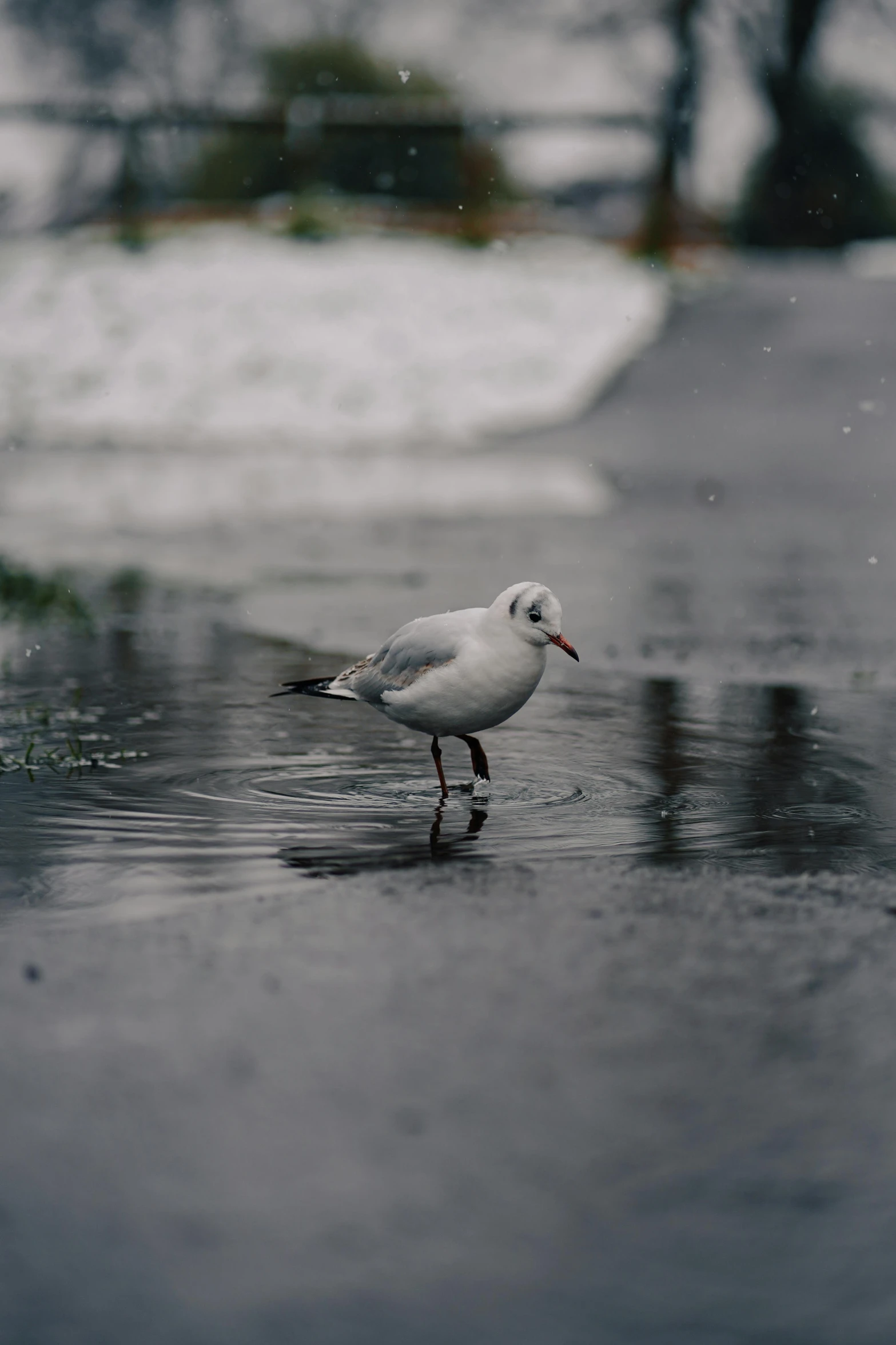 bird walking in wet road next to water