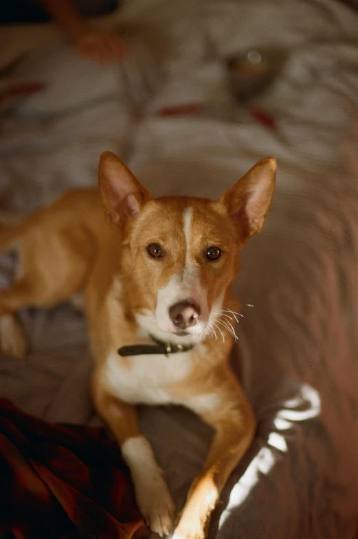 an image of a brown dog laying on top of a bed