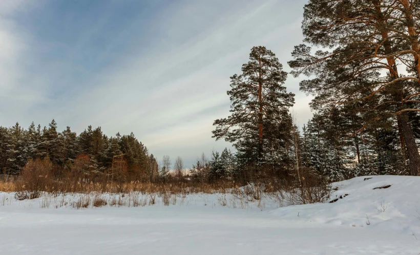 snowy landscape with grass and trees, and two men riding skis