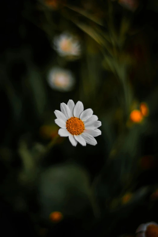 white and orange flower with lots of leaves