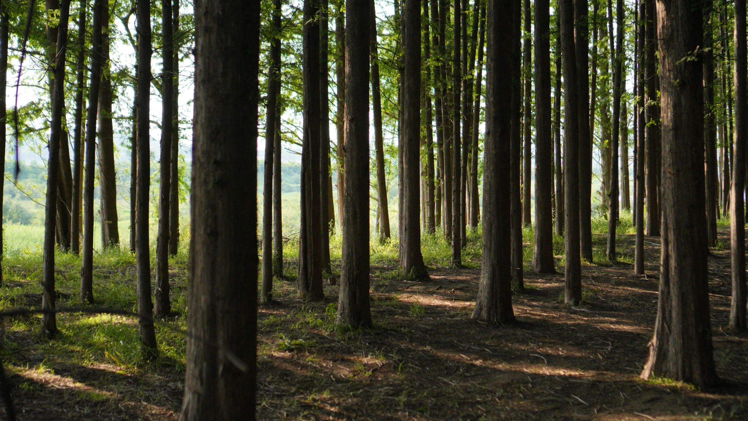 a dirt road surrounded by tall trees