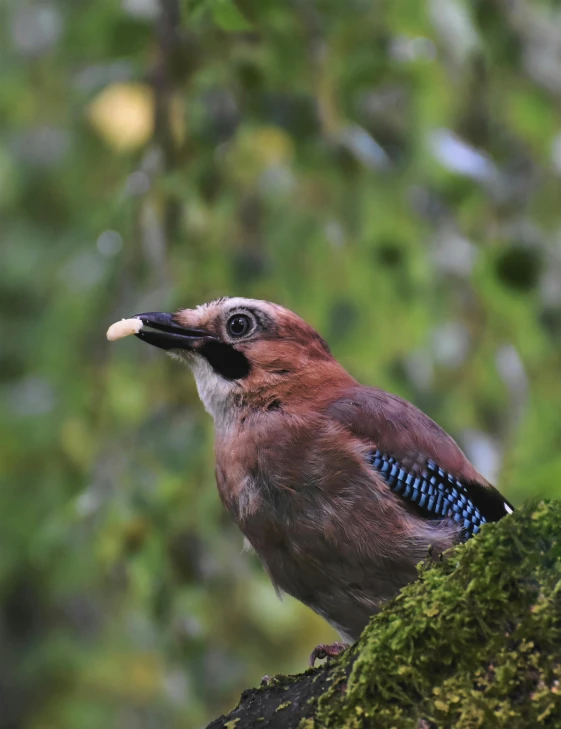 a bird with white and blue on it sitting on the bark