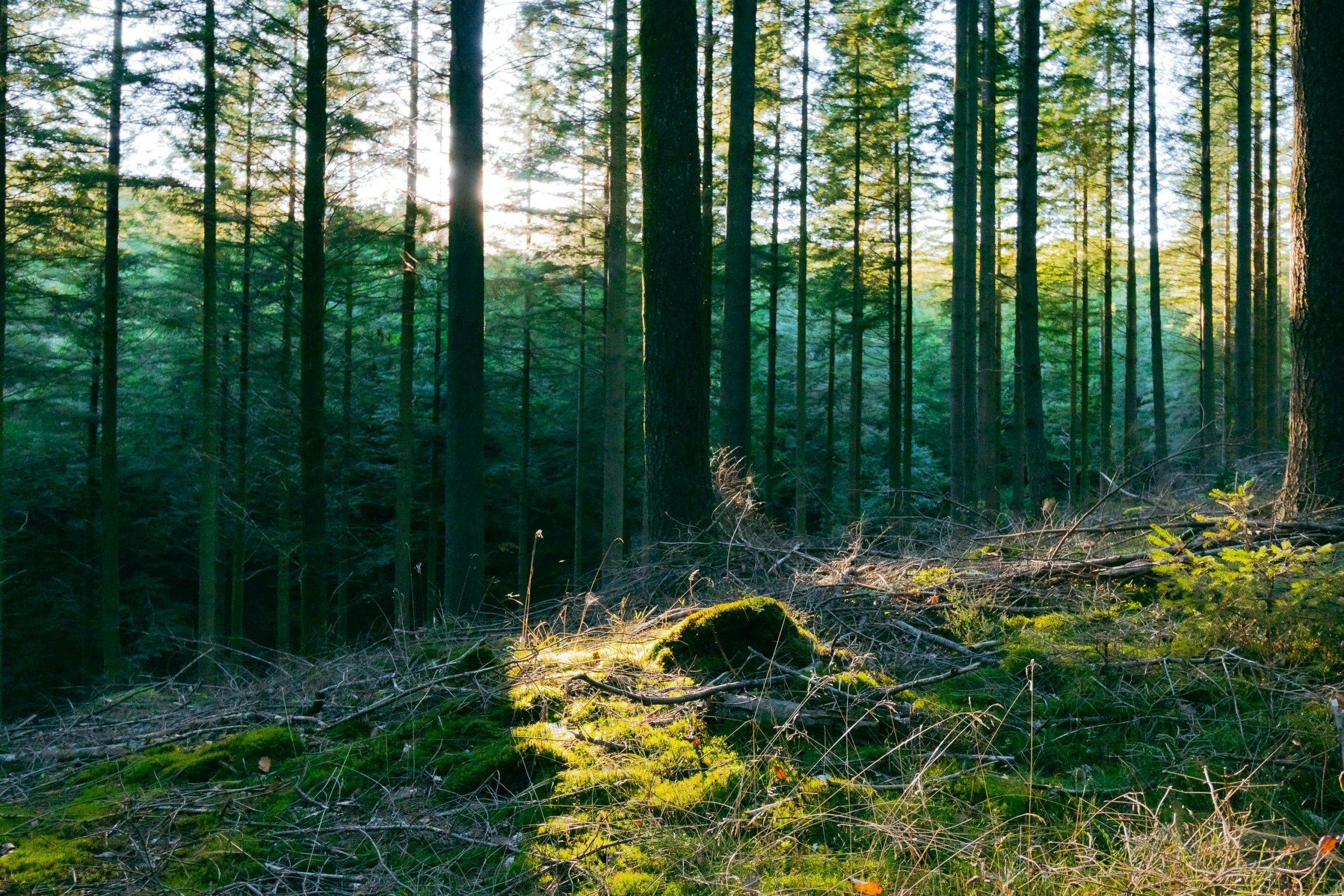 sun shining through trees in the middle of the forest