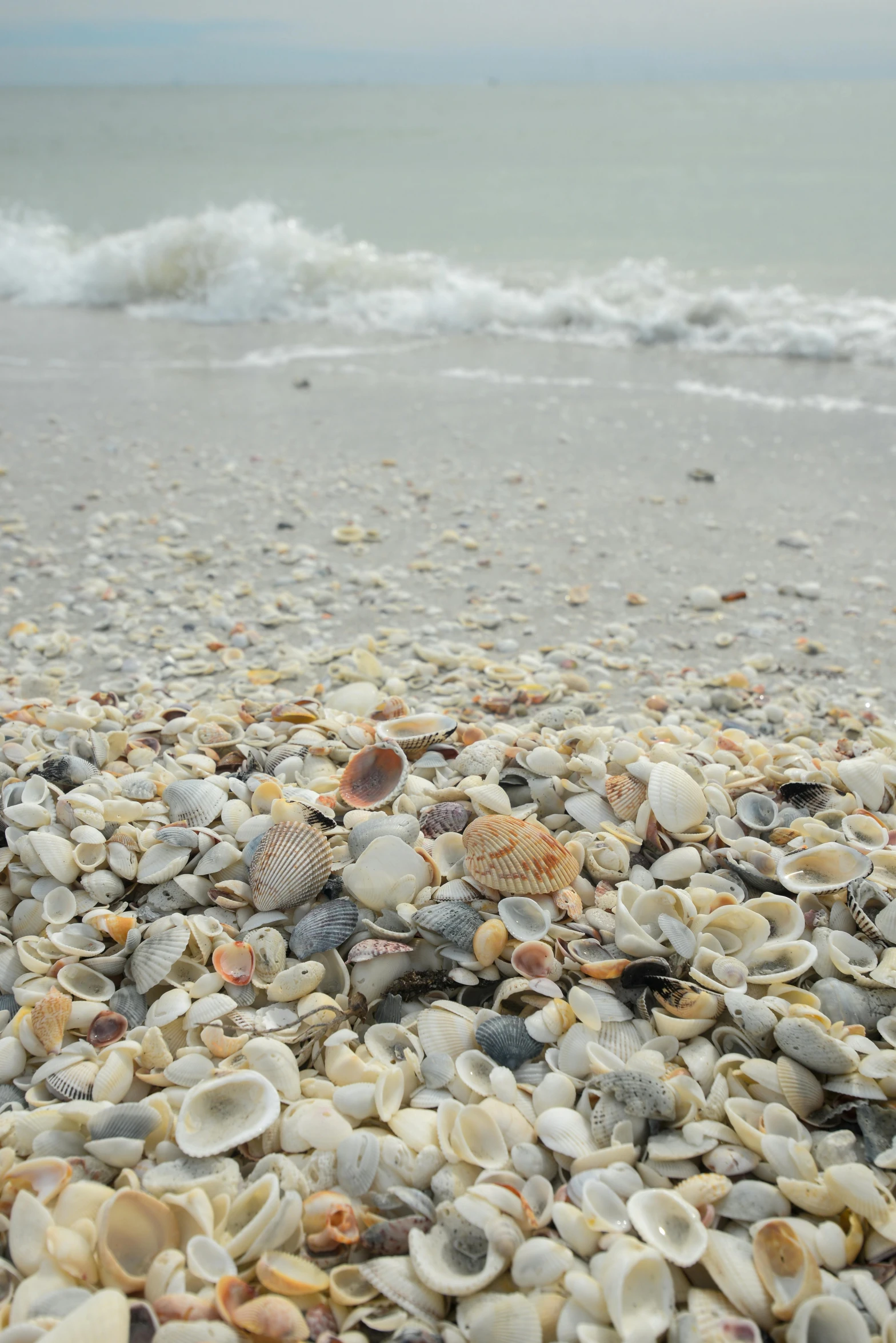 some very pretty shells on the sand by the water