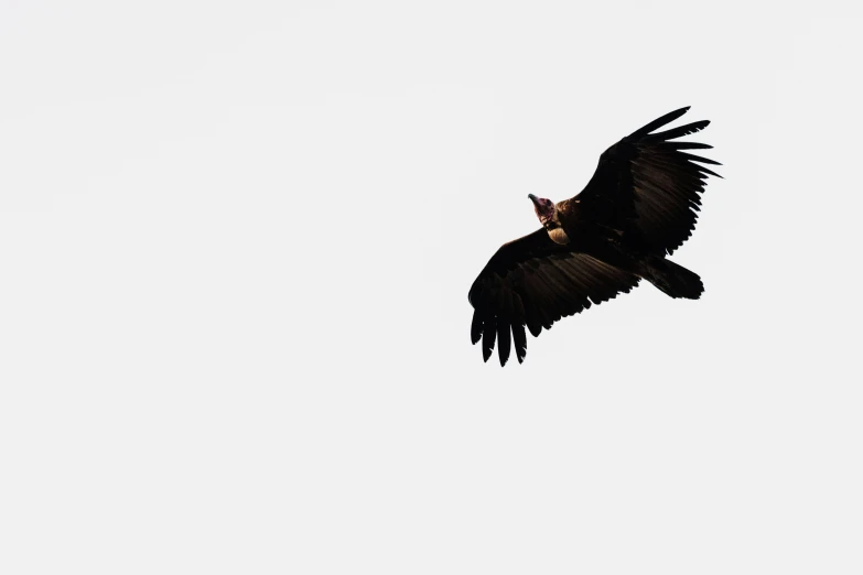 a black bird flying through the air