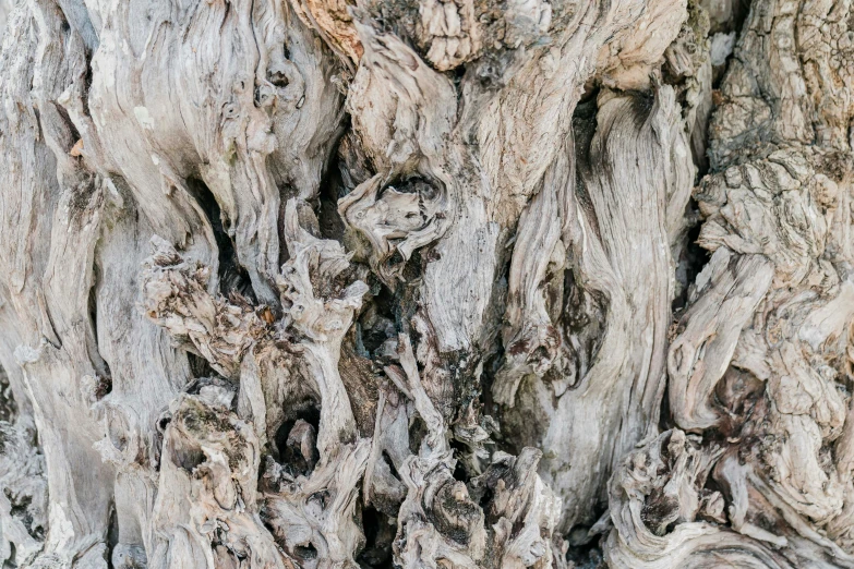 the texture of wood that is in the trunk of a tree